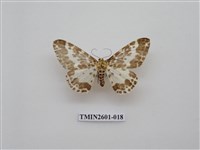 藏品(尺蛾115)的圖片